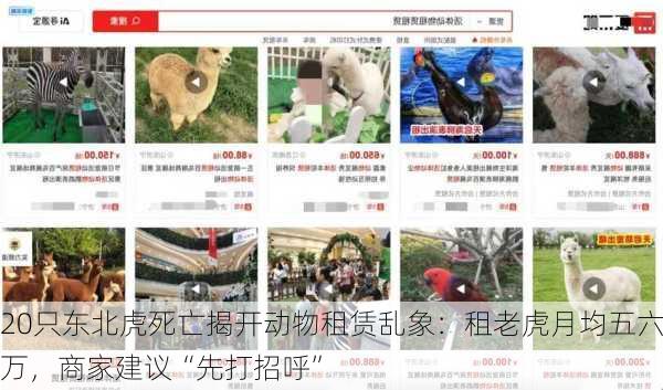 20只东北虎死亡揭开动物租赁乱象：租老虎月均五六万，商家建议“先打招呼”-第1张图片-