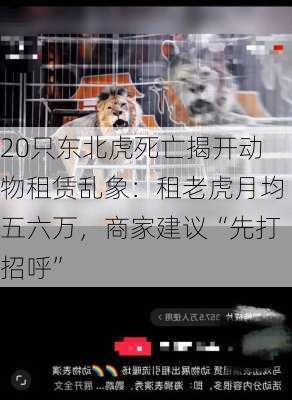 20只东北虎死亡揭开动物租赁乱象：租老虎月均五六万，商家建议“先打招呼”-第2张图片-