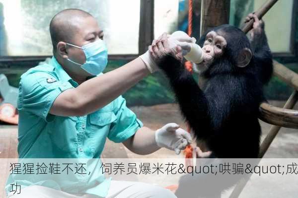 猩猩捡鞋不还，饲养员爆米花"哄骗"成功-第1张图片-